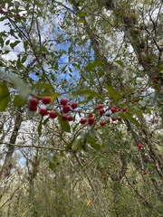 Ilex