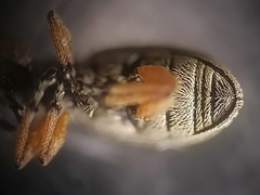 Rhopalapion longirostre