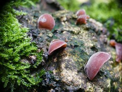 Auricularia auricula-judae