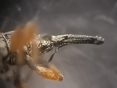 Rhopalapion longirostre