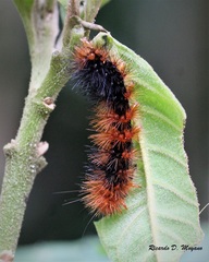 Spilosomina