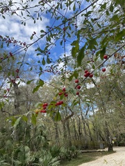 Ilex