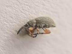 Rhopalapion longirostre