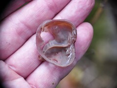 Auricularia auricula-judae