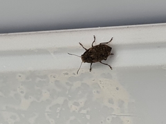 Araecerus
