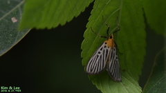Tyspanodes hypsalis
