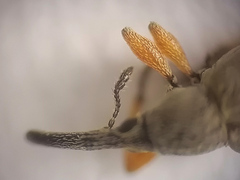 Rhopalapion longirostre