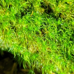 Dicranodontium denudatum