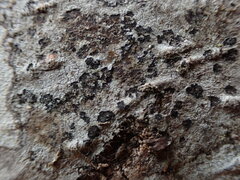Arthonia radiata