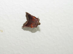 Clydonopteron sacculana