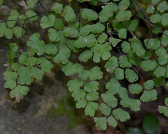Adiantum atroviride