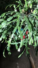 Schlumbergera truncata