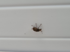 Araecerus
