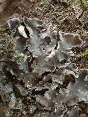 Peltigera collina