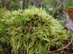 Homalothecium fulgescens