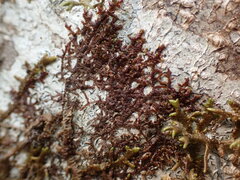 Frullania nisquallensis