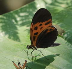 Heliconius numata