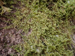 Stereodon subimponens