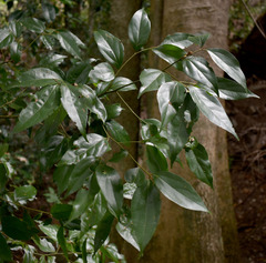 Cryptocarya triplinervis riparia