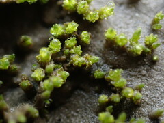 Bryum barnesii