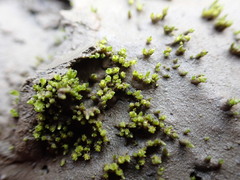 Bryum barnesii