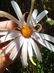 Dimorphotheca nudicaulis