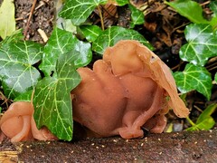 Auricularia auricula-judae