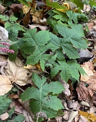 Polymnia canadensis