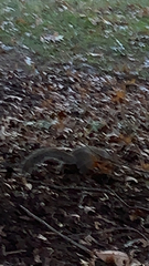 Sciurus carolinensis