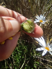 Dimorphotheca nudicaulis