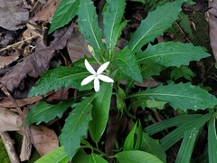Hippobroma longiflora