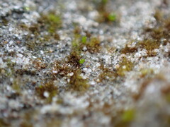 Ephemerum spinulosum