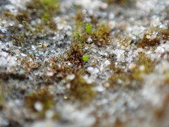 Ephemerum spinulosum