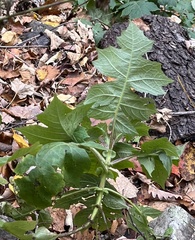 Polymnia canadensis