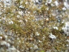 Ephemerum spinulosum