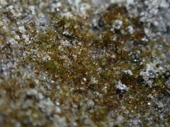 Ephemerum spinulosum