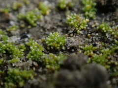 Bryum barnesii