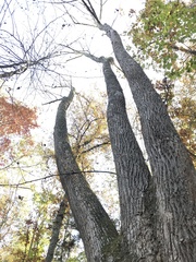 Liriodendron tulipifera