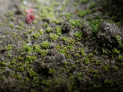 Bryum barnesii
