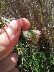 Dimorphotheca nudicaulis