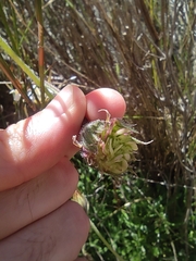 Dimorphotheca nudicaulis