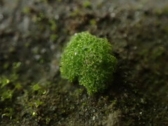 Riccia cavernosa