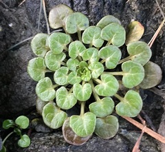 Cochlearia groenlandica