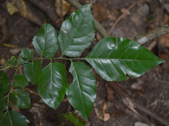 Micromelum minutum