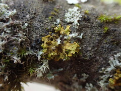 Xanthomendoza hasseana