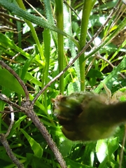 Dimorphotheca nudicaulis