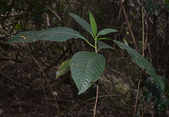 Tarenna dallachiana