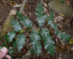 Elattostachys microcarpa