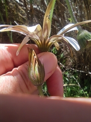 Dimorphotheca nudicaulis