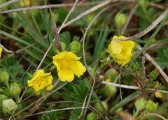 Potentilla verna